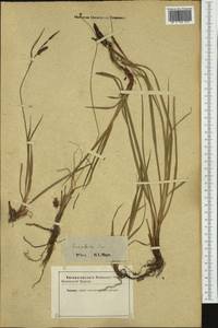 Carex flacca Schreb., Western Europe (EUR) (Austria)