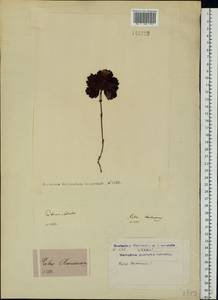 Rubus chamaemorus L., America (AMER) (Canada)