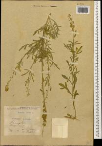 Reseda lutea L., Caucasus, Georgia (K4) (Georgia)