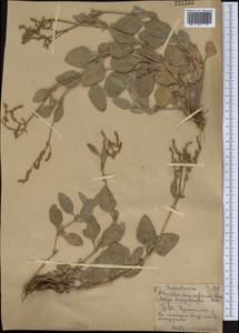 Halimione verrucifera (M. Bieb.) Aellen, Middle Asia, Northern & Central Kazakhstan (M10) (Kazakhstan)