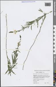 Linaria acutiloba Fisch. ex Rchb., Siberia, Baikal & Transbaikal region (S4) (Russia)