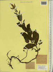 Mentha longifolia (L.) Huds., Eastern Europe, Eastern region (E10) (Russia)