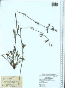 Silene nutans, Eastern Europe, Central region (E4) (Russia)