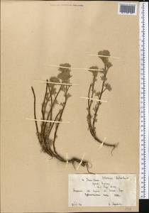 Artemisia aschurbajewii C. Winkl., Middle Asia, Northern & Central Tian Shan (M4) (Kyrgyzstan)