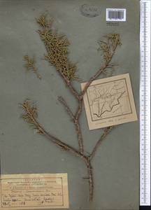 Juniperus excelsa subsp. polycarpos (K. Koch) Takht., Middle Asia, Pamir & Pamiro-Alai (M2) (Tajikistan)