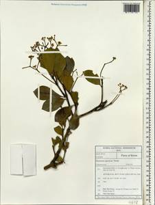 Euonymus japonicus Thunb., South Asia, South Asia (Asia outside ex-Soviet states and Mongolia) (ASIA) (South Korea)