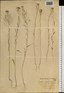 Dontostemon dentatus (Bunge) Ledeb., Siberia, Russian Far East (S6) (Russia)