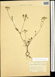 Carum meifolium (M. Bieb.) Boiss., Caucasus, Georgia (K4) (Georgia)
