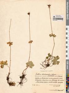 Trollius chartosepalus Schipcz., Siberia, Chukotka & Kamchatka (S7) (Russia)