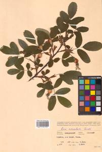 Rosa acicularis Lindl., Siberia, Russian Far East (S6) (Russia)
