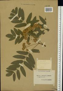 Sorbus aucuparia L., Eastern Europe, South Ukrainian region (E12) (Ukraine)