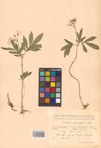 Cardamine quinquefolia (M.Bieb.) Schmalh., Eastern Europe, North Ukrainian region (E11) (Ukraine)