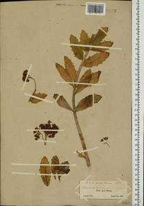 Hylotelephium telephium (L.) H. Ohba, Eastern Europe, Northern region (E1) (Russia)