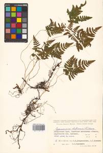 Gymnocarpium robertianum (Hoffm.) Newman, Siberia, Russian Far East (S6) (Russia)