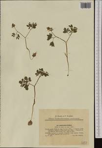 Corydalis pumila (Host) Rchb., Western Europe (EUR) (Czech Republic)