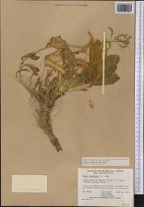 Draba hyperborea (L.) Desv., America (AMER) (Canada)