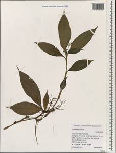 Commelinaceae, South Asia, South Asia (Asia outside ex-Soviet states and Mongolia) (ASIA) (Vietnam)