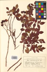 Rosa maximowicziana Regel, Siberia, Russian Far East (S6) (Russia)