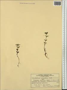 Epilobium alsinifolium Vill., Western Europe (EUR) (Norway)