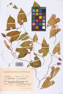 Calystegia sepium (L.) R. Br., Eastern Europe, Middle Volga region (E8) (Russia)