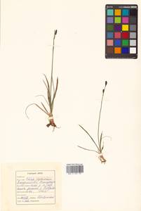Carex rigidioides (Gorodkov) V.I.Krecz., Siberia, Russian Far East (S6) (Russia)