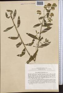 Euphorbia lamprocarpa (Prokh.) Prokh., Middle Asia, Western Tian Shan & Karatau (M3) (Uzbekistan)