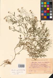 Rorippa sylvestris (L.) Besser, Eastern Europe, Moscow region (E4a) (Russia)