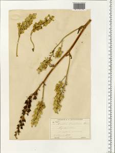 Aconitum lycoctonum subsp. lasiostomum (Rchb.) Warncke, Eastern Europe, Moscow region (E4a) (Russia)