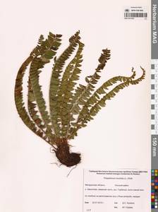 Polystichum lonchitis (L.) Roth, Siberia, Chukotka & Kamchatka (S7) (Russia)