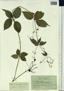 Rubia chinensis Regel & Maack, Siberia, Russian Far East (S6) (Russia)