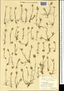 Eremopyrum orientale (L.) Jaub. & Spach, Crimea (KRYM) (Russia)