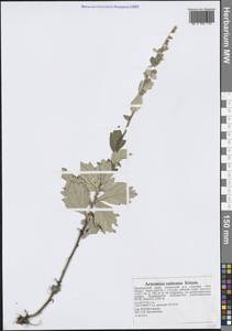 Artemisia saitoana Kitam., Siberia, Russian Far East (S6) (Russia)