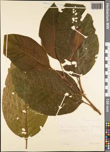 Magnoliopsida, Australia & Oceania (AUSTR) (Samoa)