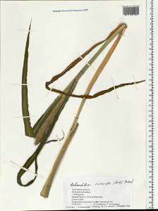 Echinochloa oryzoides (Ard.) Fritsch, Eastern Europe, Central forest-and-steppe region (E6) (Russia)