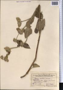 Phlomoides oreophila (Kar. & Kir.) Adylov, Kamelin & Makhm., Middle Asia, Pamir & Pamiro-Alai (M2) (Uzbekistan)