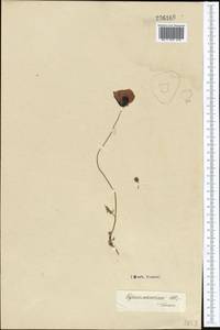 Papaver arenarium M. Bieb., Middle Asia, Karakum (M6) (Turkmenistan)