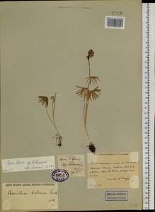 Aconitum biflorum Fisch. ex DC., Siberia, Altai & Sayany Mountains (S2) (Russia)