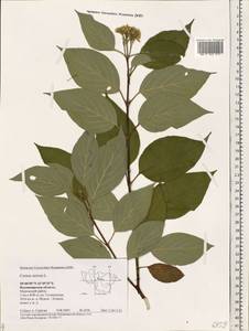 Cornus sericea L., Eastern Europe, Central region (E4) (Russia)