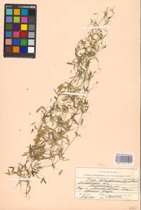 Vicia tetrasperma (L.)Schreb., Eastern Europe, Moscow region (E4a) (Russia)