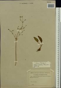 Alisma plantago-aquatica L., Eastern Europe, Middle Volga region (E8) (Russia)