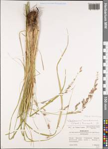 Festuca arundinacea Schreb. , nom. cons., Eastern Europe, Middle Volga region (E8) (Russia)