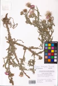 Carduus hamulosus subsp. stenocephalus (Tamamsch.) Greuter, Eastern Europe, Lower Volga region (E9) (Russia)
