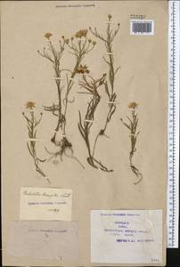 Galatella sedifolia subsp. sedifolia, Middle Asia, Syr-Darian deserts & Kyzylkum (M7) (Kazakhstan)