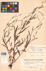 Persicaria erectominor (Makino) Nakai, Siberia, Russian Far East (S6) (Russia)