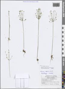 Androsace septentrionalis L., Eastern Europe, Volga-Kama region (E7) (Russia)