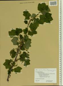Ribes spicatum E.Robson, Eastern Europe, Central region (E4) (Russia)