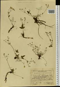 Potentilla betonicifolia Poir., Siberia, Baikal & Transbaikal region (S4) (Russia)