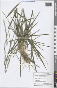 Elymus fibrosus (Schrenk) Tzvelev, Siberia, Central Siberia (S3) (Russia)