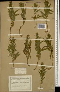 Gratiola officinalis L., Caucasus, Krasnodar Krai & Adygea (K1a) (Russia)