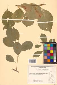 Celastrus orbiculatus Thunb., Siberia, Russian Far East (S6) (Russia)